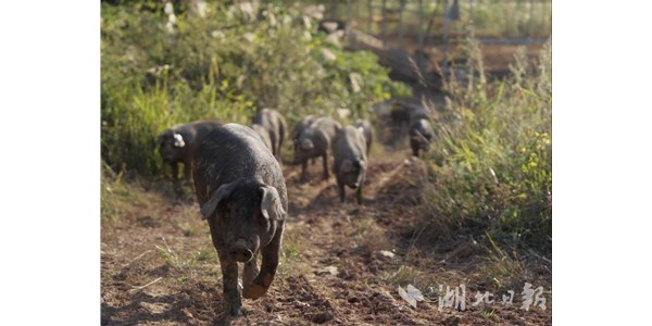 湖北日?qǐng)?bào)|零號(hào)土豬串起產(chǎn)業(yè)鏈，恩施土豬從山林走向全國(guó)